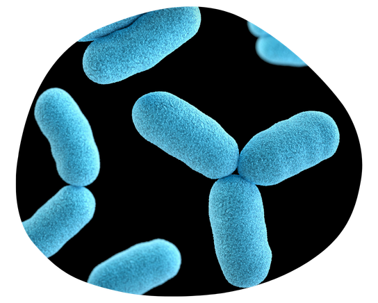 Een probiotische bacterie